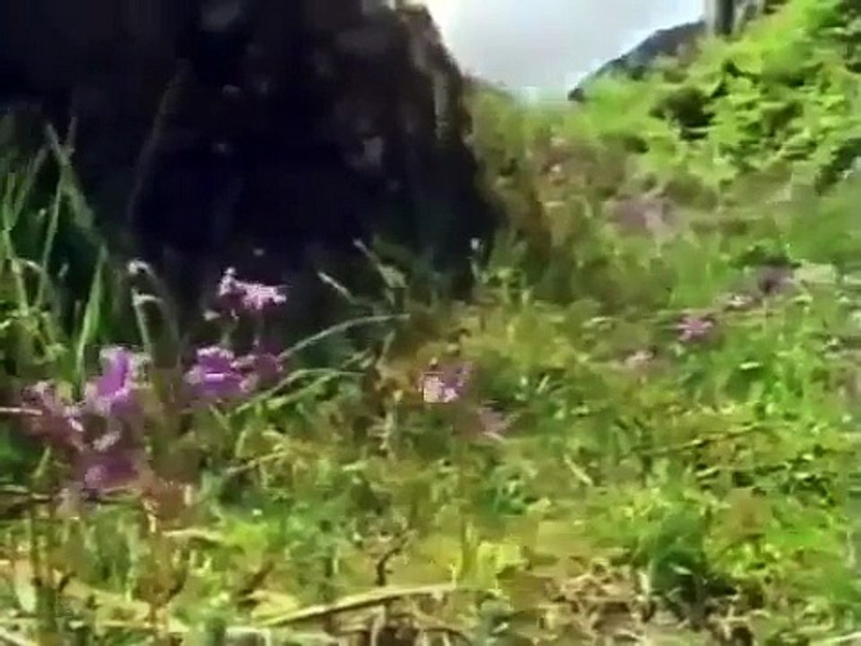 Nature and Animal Wildlife of Ireland [Full Nature Wildlife Documentary]