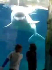 Kids are scared of Beluga whale