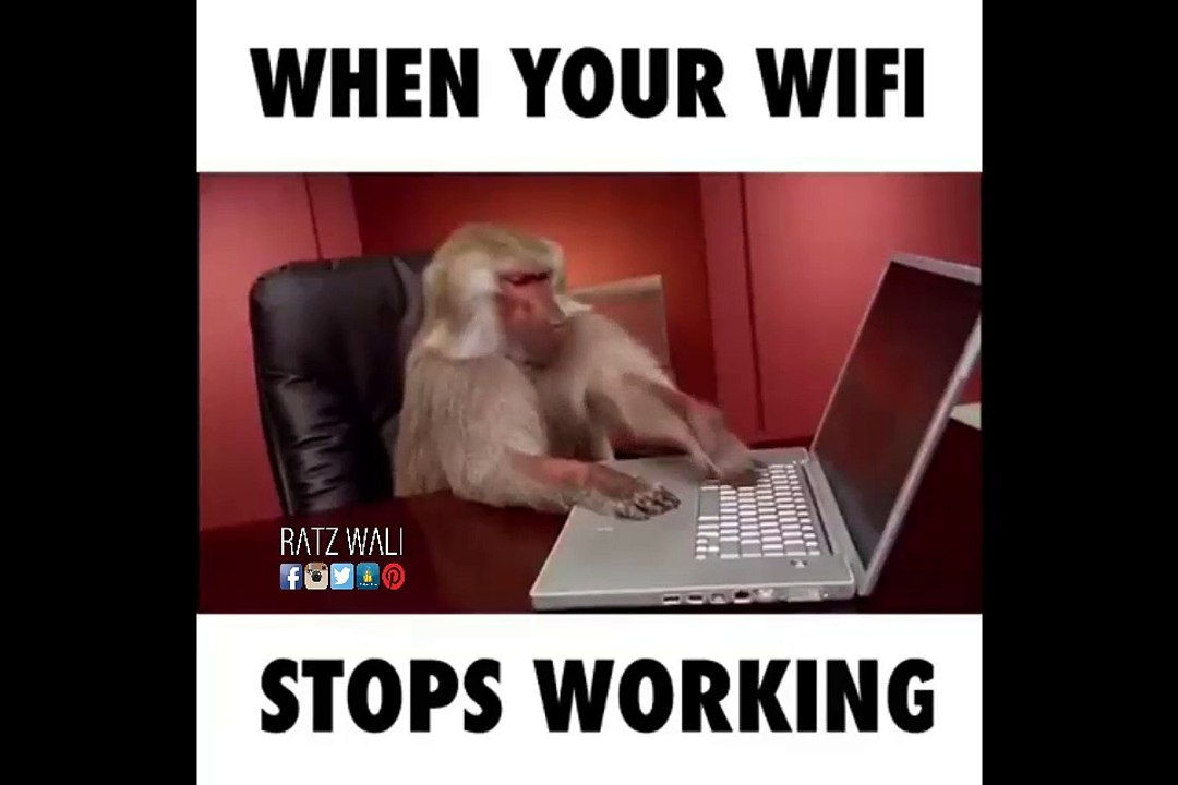 OMG ! Monkey get angry on Wifi