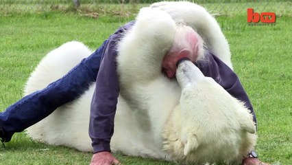 The Only Man In The World Who Can Swim With A Polar Bear_ Grizzly Man