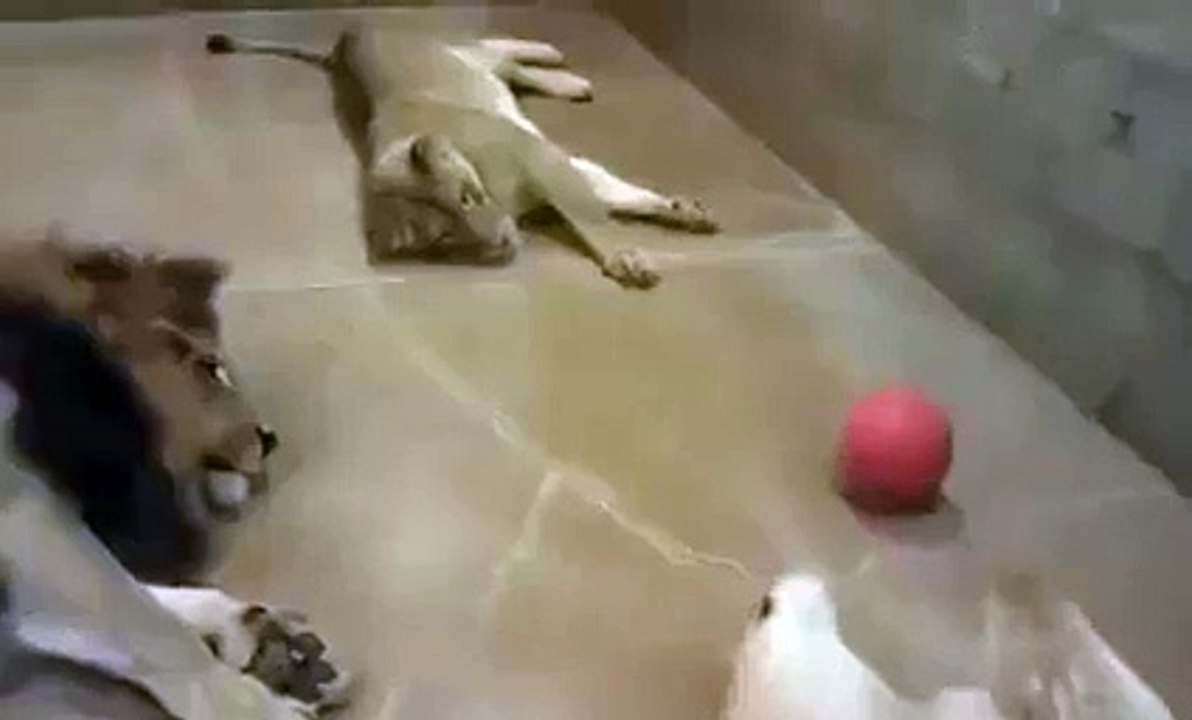 What is these 3 Lazy Lions Doing so Funny