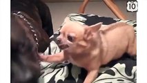 Chihuahua pesters Cane Corso. Funny dog pulled the dog