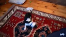 Puppies chasing a laser pointer. Funny puppies