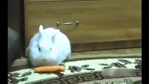 Hamster dragged rabbit a carrot Cool hamsters and rabbits