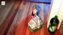 Ferrets steal everything. Funny ferrets stealing things