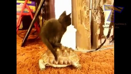 Turtle como meio de transporte. Animais montar tartarugas