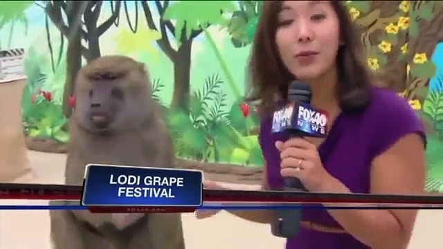 Estos animales divertidos de la diversión con los animales bebé