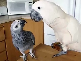 Papagaio generoso. Kakadu é compartilhado com cinzento comida