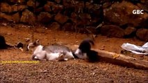 Cauda para gatinhos. Gatinhos engraçados que jogam com rabo de gato da mãe