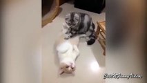 Manualshchiku cauda. Massagista engraçado gato
