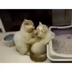 Cat Giving Massage To Other Cat (Funny) - Funny Videos