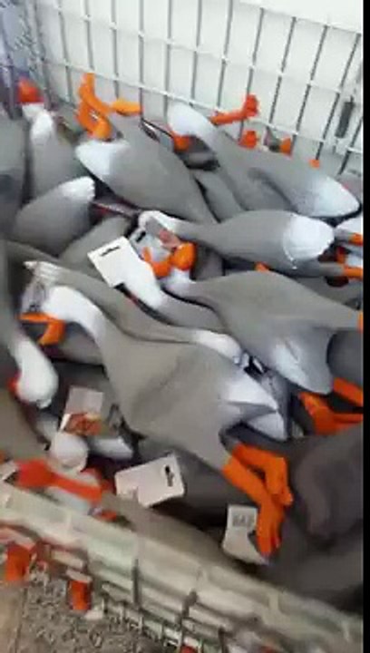O coro de patos. Engraçado brinquedos pato de borracha