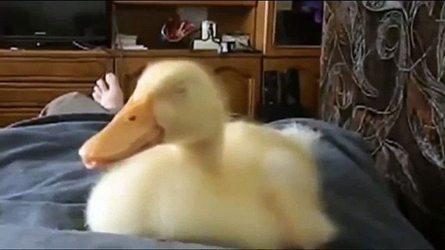 O ronco é um dueto. Engraçado do pato com uma série de ronco Napara