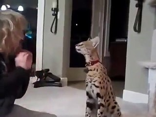 Mistress enseña ataque gato serval. Serval divertido casa