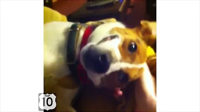 Lo que simplemente no se levantan. Diversión y divertido perro