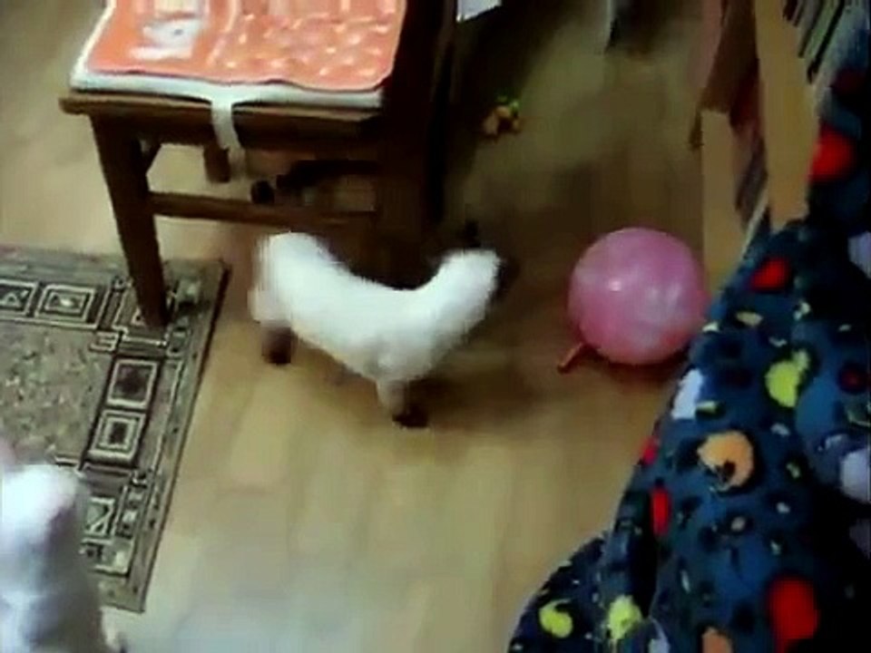 Cuidado de gatos Ball. Gato divertido juega con una pelota
