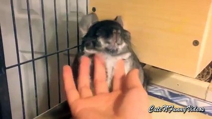 Entretenimiento Shinshillnye. Divertidos chinchilla