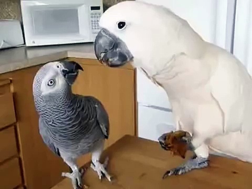 Loro Generoso. Kakadu es compartida con comida Gris