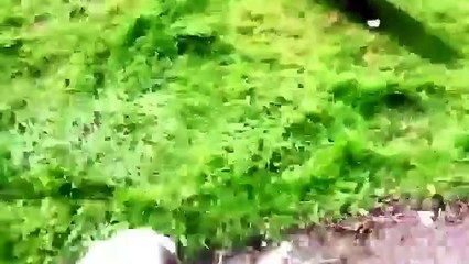 Cachorros irritan gatos. Gatos y cachorros divertidos