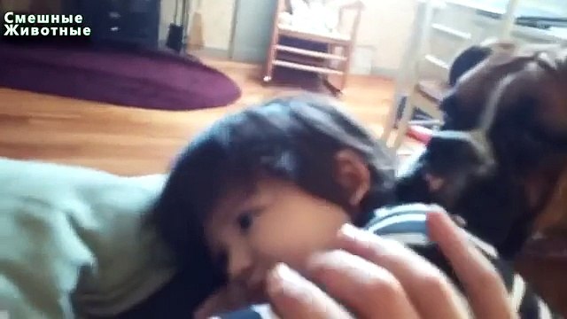 Chiots jouer avec les bébés. Les chiots et les enfants drôles