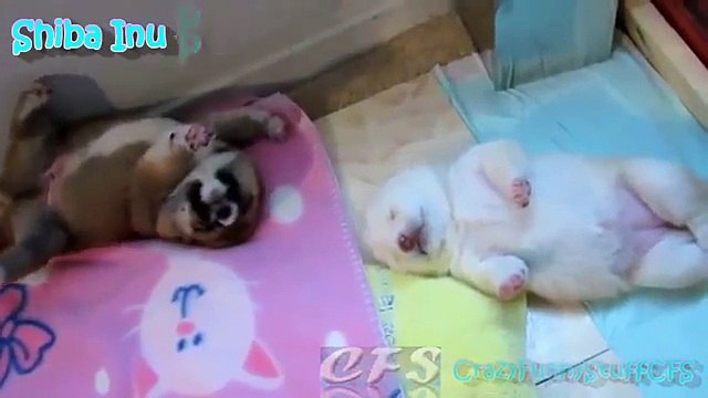 Les chiots Shiba Inu. Fun chiots Shiba Inu