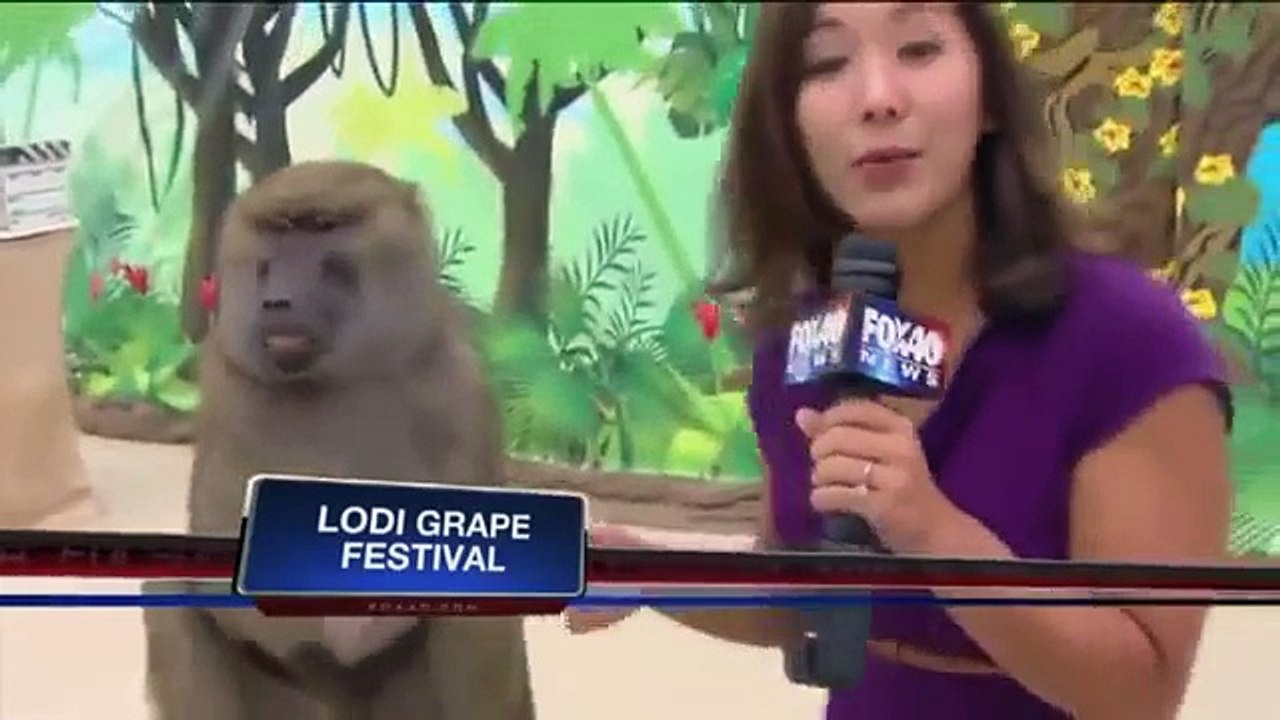 Ces drôles d'animaux amusants avec des bébés animaux