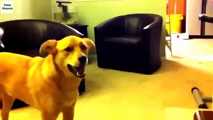 Je t'aime. Déclaration d'amour drôle de chien