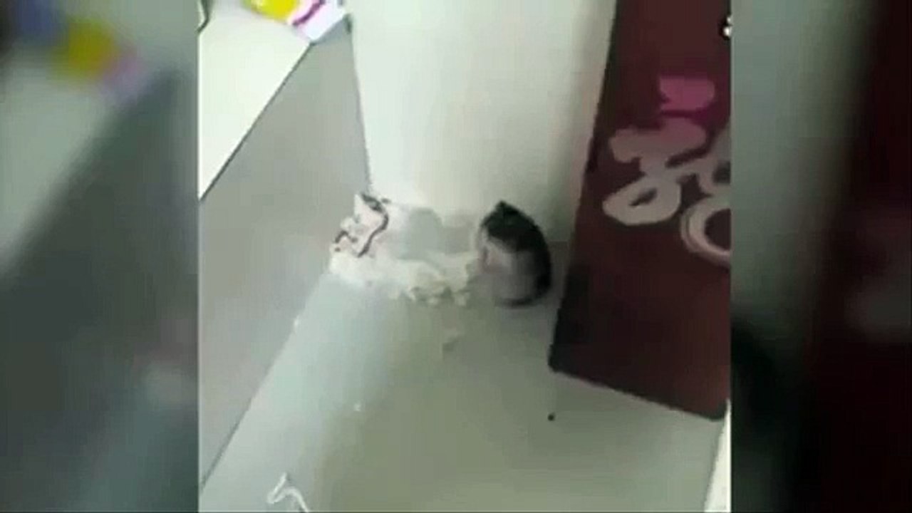 Hamster-artiste. Comédien drôle de hamster