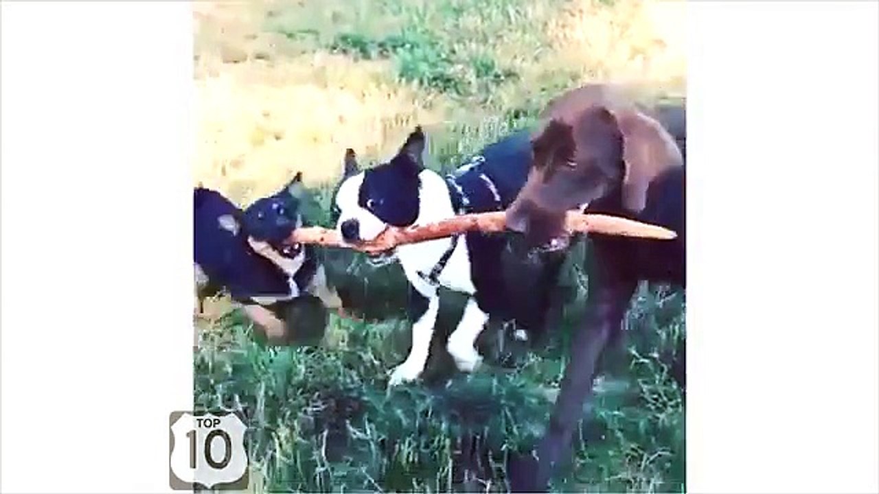 Qu'est-ce que ils ne se lèvent pas. Chien amusant et drôle