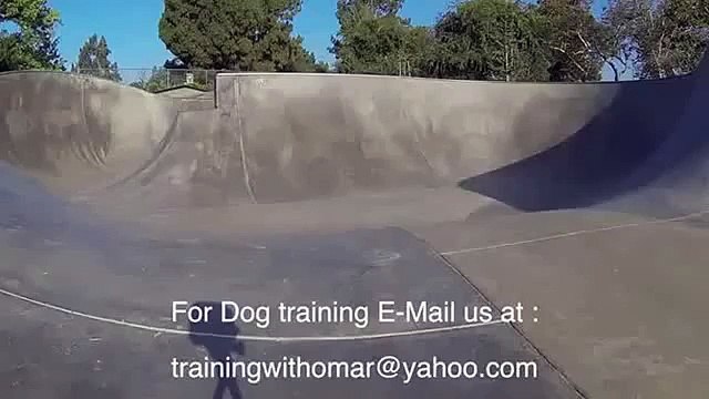 Chetverolapy sur un quatre roues. Funny dog planche à roulettes