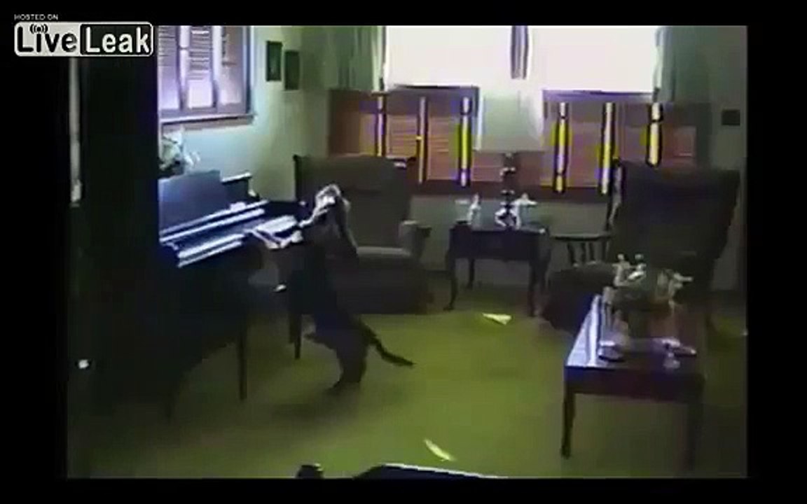 Chanteurs et musiciens à quatre pattes. Funny animals jouer de la musique et chanter