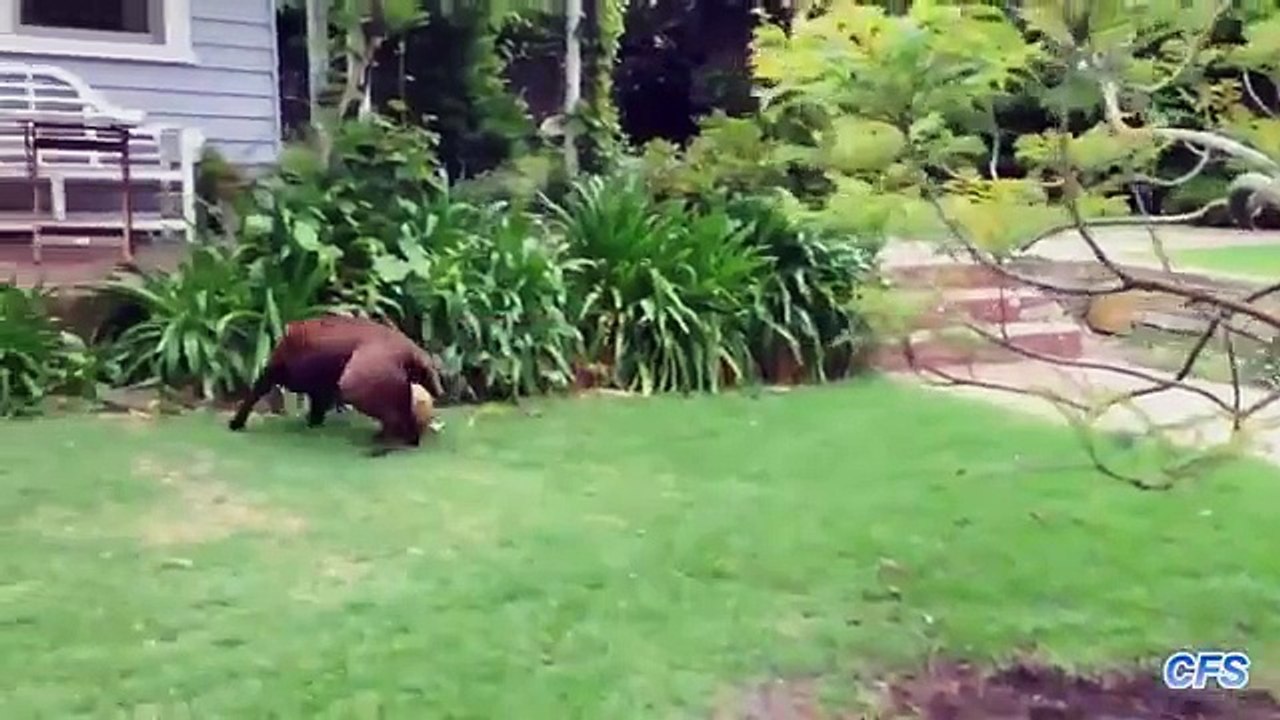 Quatre est mieux que deux. Funny dog jouer au soccer