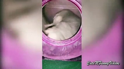 Les chinchillas sont amusant. Chinchillas drôles baignent dans le sable