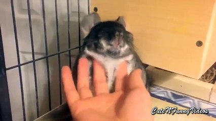 Shinshillnye divertissement. Drôle fun chinchilla