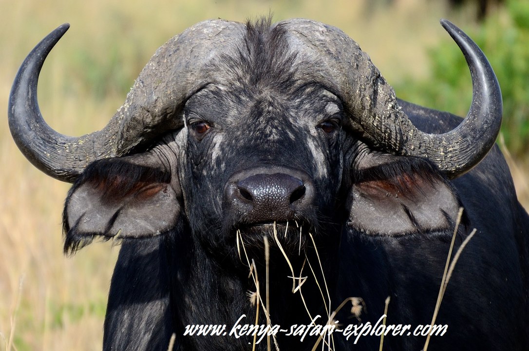 Kenya Safari Explorer - Presentation - Safari in Kenya