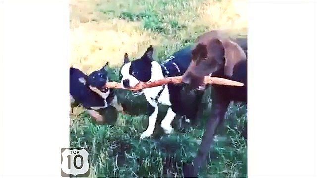 Чего они только не вытворяют. Забавные и прикольные собаки