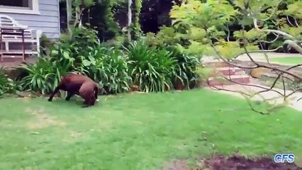 Четыре лучше, чем две. Прикольные собаки играют в футбол