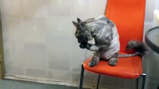 Что же он хочет Няшный кот мейн кун что-то просит