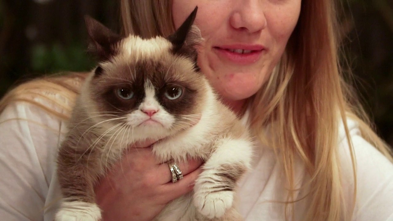 The Cat Meme Team - That Was Me (Bonus Clip)