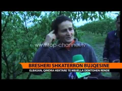 Elbasan, breshëri shkatërron bujqësinë - Top Channel Albania - News - Lajme