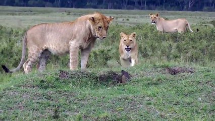 Une mangouste se défend férocement contre des lions... Et gagne