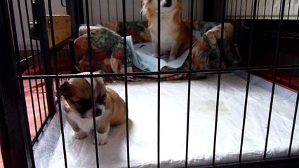 chiot chihuahua femelle