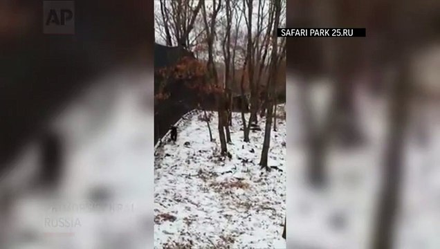 Tiger and Goat Unlikely Pair in Russian Zoo