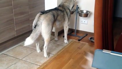 Un chaton décide d'importuner son ami Husky pendant son repas