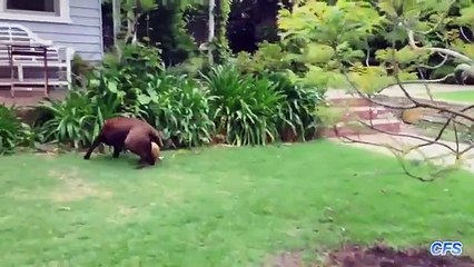 네 두보다 낫다. 재미 있은 개 재생 축구