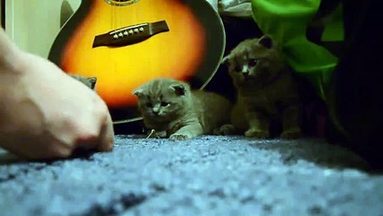 익스프레스 왔는가. LOLcats 잠