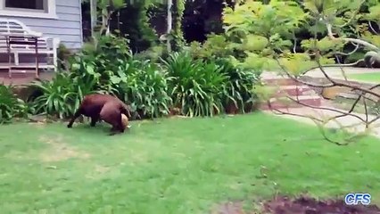 フォー2よりも優れています。サッカーをしておかしい犬