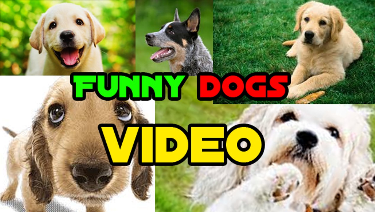 Funny dogs compilation