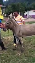 donkey always donkey & do cheap things :D