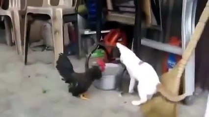 Uma seleção dos melhores truques com animais!